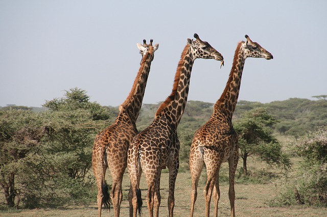 Les principaux attraits touristiques de la Tanzanie