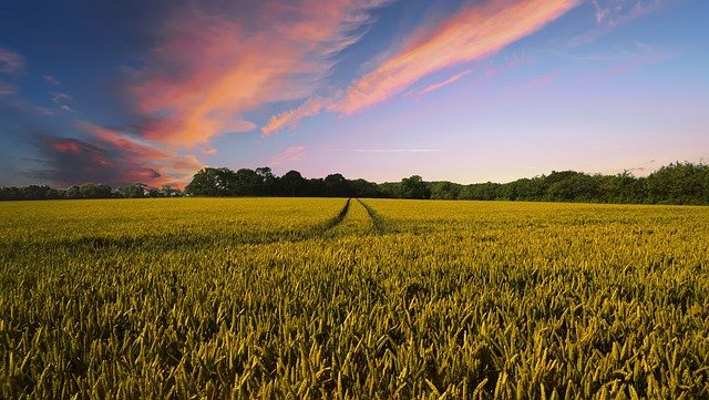 Semences bio et reproductibles, ou et comment s’en procurer ?